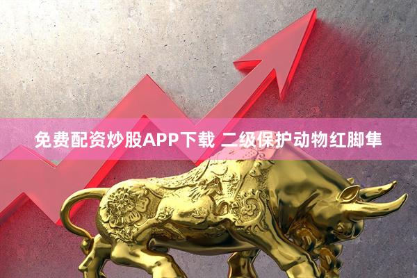 免费配资炒股APP下载 二级保护动物红脚隼